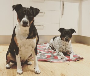 Dogs waiting on mat after training